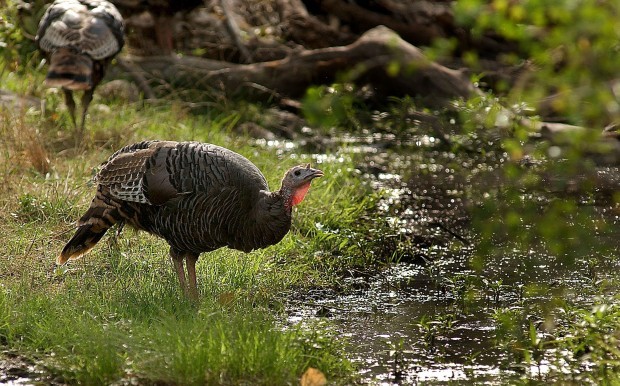 Wild Turkey01.jpg